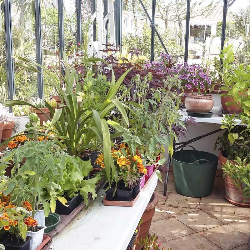 Serre LUXIA Rétro Sur Muret Largeur 3.09 m