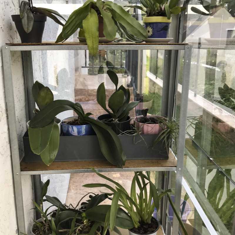 Serre adossée MÉLISSA 1,30 m²