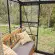 Serre de jardin LAMS Mélissa 3,30 m², coloris gris anthracite, verre trempé 3 mm