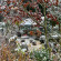 Serre LAURUS 8,10 m²