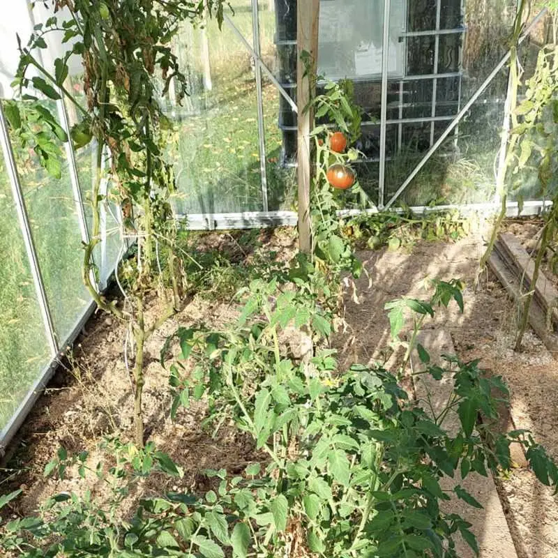 Serre de jardin LAMS Laurus 14,40 m², coloris aluminium naturel, verre trempé 3 mm