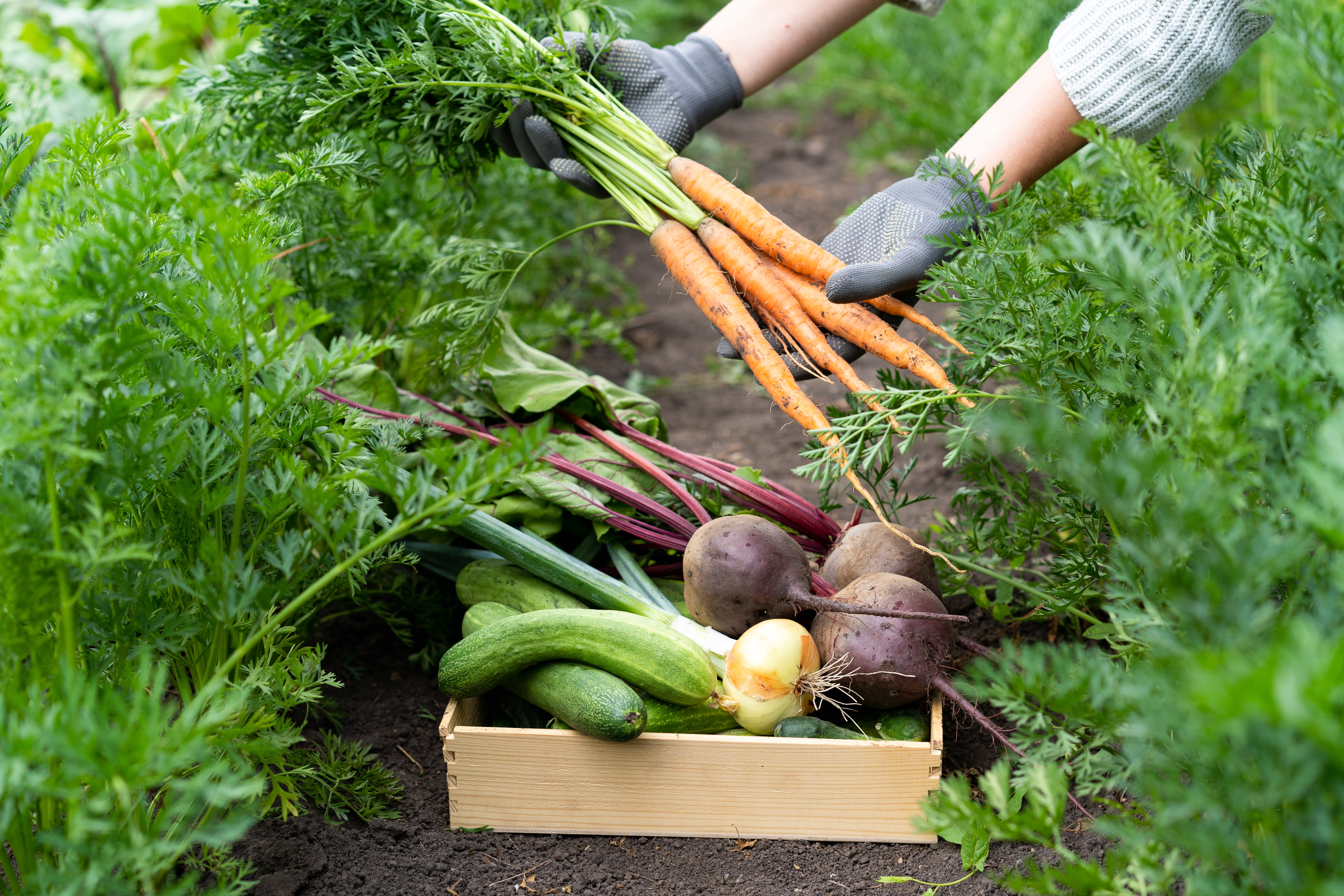 fresh-farm-vegetables-gardening-farm-veg