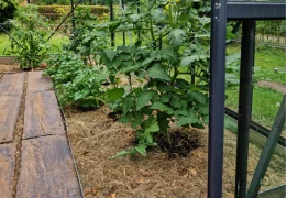 Comment désherber votre serre de jardin ?